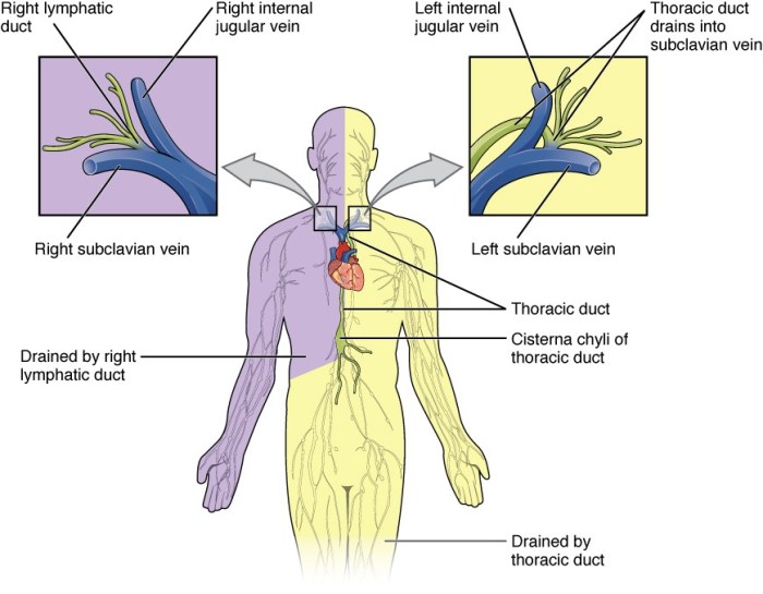 Section 37-2 blood and the lymphatic system