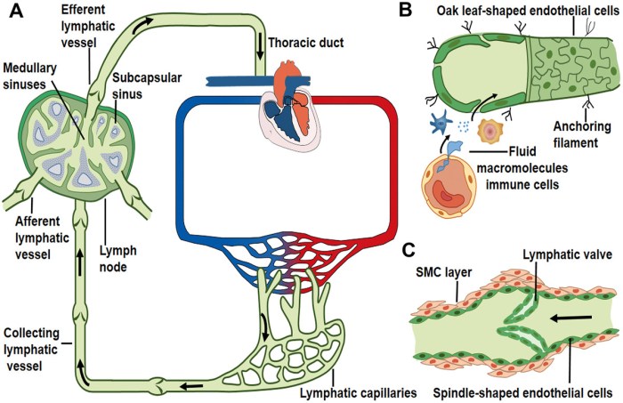 Section 37-2 blood and the lymphatic system